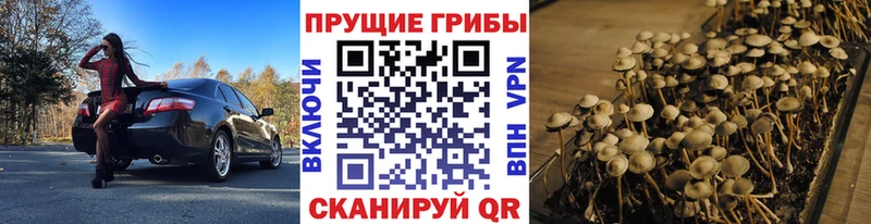 Галлюциногенные грибы Magic Shrooms  закладка  Верхотурье 